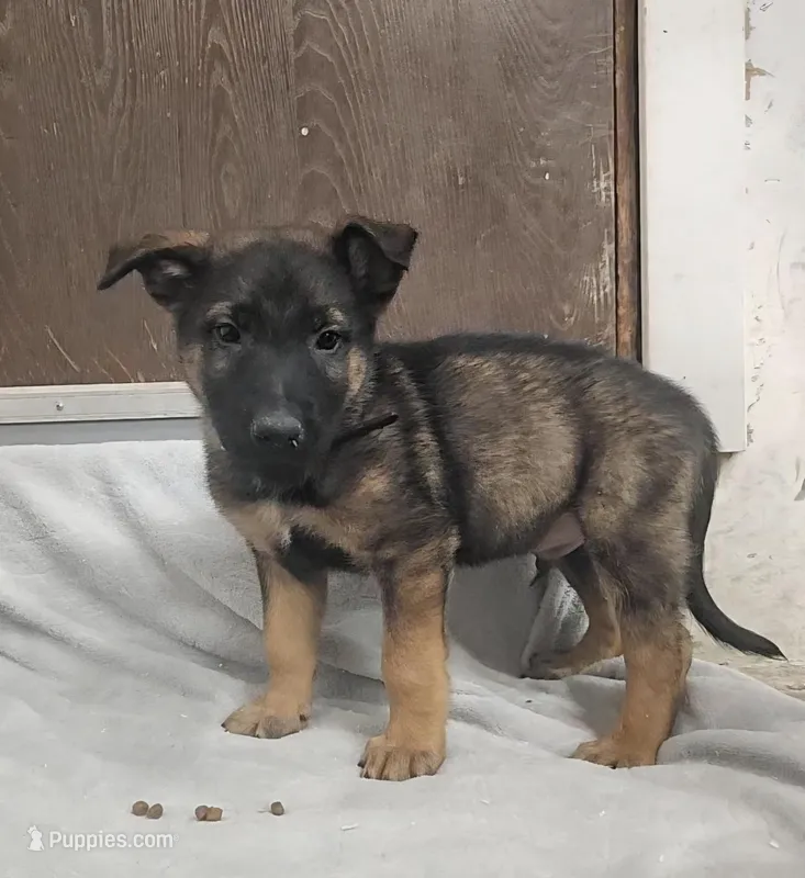 Bear – Belgian Malinois, German Shepherd Dog puppy for sale in Mead, WA