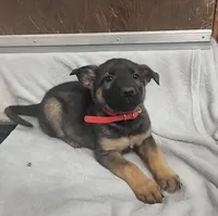 Zoey, a female Belgian Malinois and German Shepherd Dog for sale in Mead, WA – Photo 2 of 2