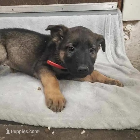 Zoey – Belgian Malinois, German Shepherd Dog puppy for sale in Mead, WA
