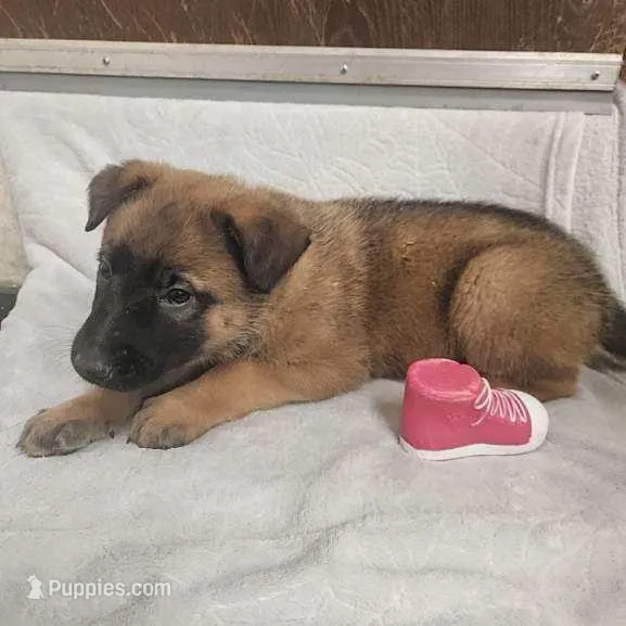 Chloe – Belgian Malinois, German Shepherd Dog puppy for sale in Mead, WA