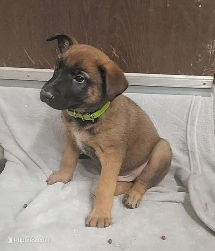 Tucker – Belgian Malinois, German Shepherd Dog puppy for sale in Mead, WA