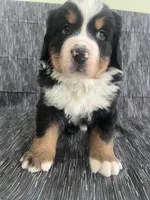 Cash, a male Bernese Mountain Dog for sale in New Haven, IN – Photo 4 of 4