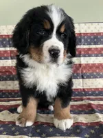 Cash, a male Bernese Mountain Dog for sale in New Haven, IN – Photo 1 of 4