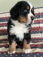 Cash, a male Bernese Mountain Dog for sale in New Haven, IN – Photo 2 of 4