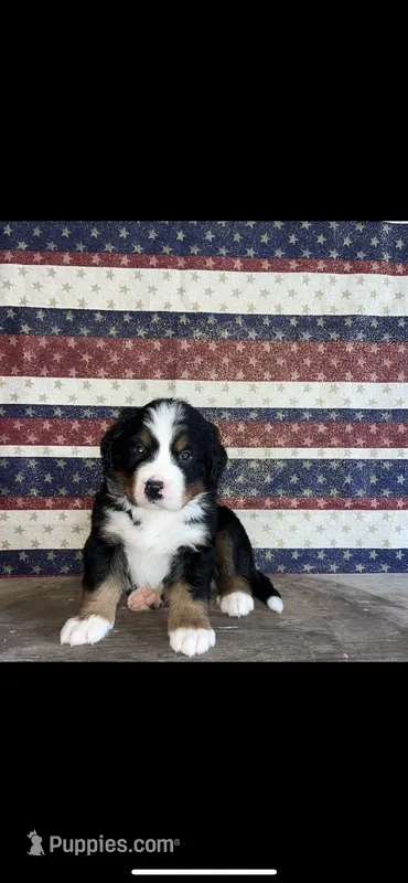 Maverick – Bernese Mountain Dog puppy for sale in New Haven, IN
