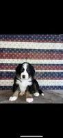 Maverick, a male Bernese Mountain Dog for sale in New Haven, IN – 1 of 1