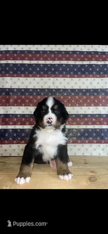 Finn – Bernese Mountain Dog puppy for sale in New Haven, IN