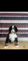 Finn, a male Bernese Mountain Dog for sale in New Haven, IN – 1 of 1