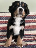 Willow, a female Bernese Mountain Dog for sale in New Haven, IN – Photo 2 of 2