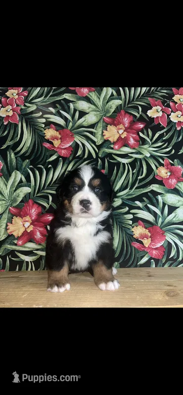 Harper – Bernese Mountain Dog puppy for sale in New Haven, IN
