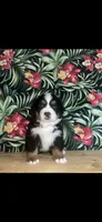 Harper, a female Bernese Mountain Dog for sale in New Haven, IN – 1 of 1
