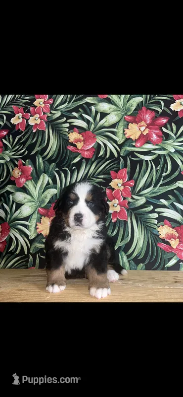 Hazel  – Bernese Mountain Dog puppy for sale in New Haven, IN