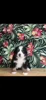 Hazel , a female Bernese Mountain Dog for sale in New Haven, IN – 1 of 1