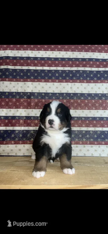 Ace – Bernese Mountain Dog puppy for sale in New Haven, IN