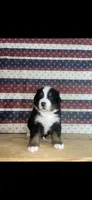 Ace, a male Bernese Mountain Dog for sale in New Haven, IN – 1 of 1