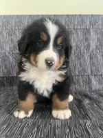 processed/bb71a447-c002-4df6-9fd3-4e08a15b1627/listing/99a078fa-8baf-4a70-81bd-1980394d90ce/af2e5423-dacb-4068-8b51-973418f44ce8