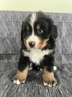 processed/bb71a447-c002-4df6-9fd3-4e08a15b1627/listing/b273c7fe-d857-4b74-8c4a-3650a1166bda/125f0754-21c2-4425-bb5f-c93f62679d6d