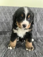 processed/bb71a447-c002-4df6-9fd3-4e08a15b1627/listing/b273c7fe-d857-4b74-8c4a-3650a1166bda/e3db9b2f-28af-453f-baf1-86b266b12d9f