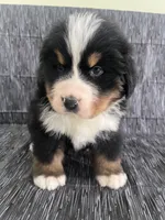 processed/bb71a447-c002-4df6-9fd3-4e08a15b1627/listing/c475f456-7b25-448a-9867-c337bcdda48a/7e3bd9d8-8548-4701-bd3c-5e76f894c282