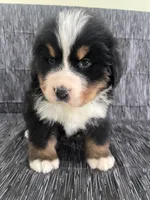 processed/bb71a447-c002-4df6-9fd3-4e08a15b1627/listing/c475f456-7b25-448a-9867-c337bcdda48a/ba9a04f3-ae63-4264-8e7e-ec3754700ba4