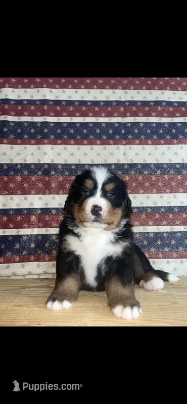 Copper – Bernese Mountain Dog puppy for sale in New Haven, IN