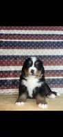 Copper, a male Bernese Mountain Dog for sale in New Haven, IN – 1 of 1