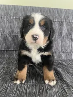 processed/bb71a447-c002-4df6-9fd3-4e08a15b1627/listing/ebc7cd0f-7626-434e-b104-6caecea87d77/c510090b-6adf-432a-bb2d-65621c5a8467