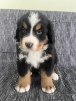 processed/bb71a447-c002-4df6-9fd3-4e08a15b1627/listing/ed887133-224f-4972-bde9-b0b60a27dd8f/397fa3d4-93a4-4586-8e25-5a6ec930ee28