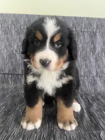 processed/bb71a447-c002-4df6-9fd3-4e08a15b1627/listing/ed887133-224f-4972-bde9-b0b60a27dd8f/f4074191-2dd8-45a6-833e-04500fdc1988