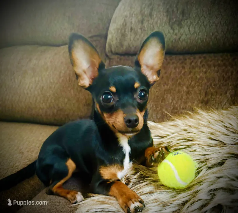 Lyla – Chihuahua puppy for sale in Gainesville, FL
