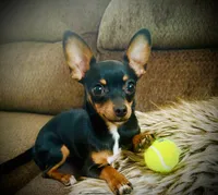 Lyla, a female Chihuahua for sale in Gainesville, FL – 1 of 4