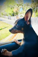 Lyla, a female Chihuahua for sale in Gainesville, FL – 2 of 4
