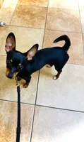 Lyla, a female Chihuahua for sale in Gainesville, FL – 3 of 4