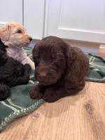 CHOCO TACO, a male Schnoodle for sale in Anderson, CA – Photo 1 of 6