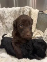 CHOCO TACO, a male Schnoodle for sale in Anderson, CA – Photo 3 of 6