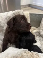 CHOCO TACO, a male Schnoodle for sale in Anderson, CA – Photo 2 of 6