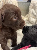 CHOCO TACO, a male Schnoodle for sale in Anderson, CA – Photo 5 of 6