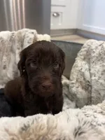 CHOCO TACO, a male Schnoodle for sale in Anderson, CA – Photo 4 of 6
