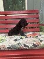 Captain, a male Cocker Spaniel for sale in Caneyville, KY – 2 of 5