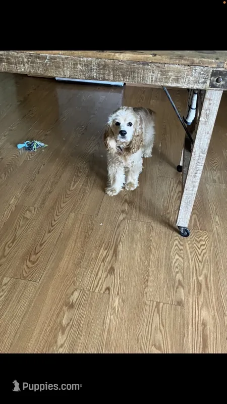Logan – Cocker Spaniel puppy for sale in Caneyville, KY