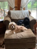 Logan, a male Cocker Spaniel for sale in Bonaire, GA – 5 of 6