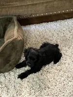 Jane, a female Cocker Spaniel for sale in Caneyville, KY – 3 of 4