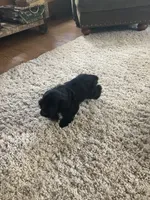 Jane, a female Cocker Spaniel for sale in Caneyville, KY – 4 of 4