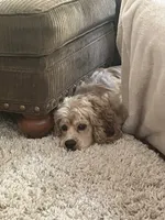 Logan, a male Cocker Spaniel for sale in Bonaire, GA – 4 of 6