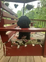Survivor , a male Cocker Spaniel for sale in Caneyville, KY – 5 of 6