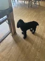 Logan, a male Cocker Spaniel for sale in Caneyville, KY – 4 of 4