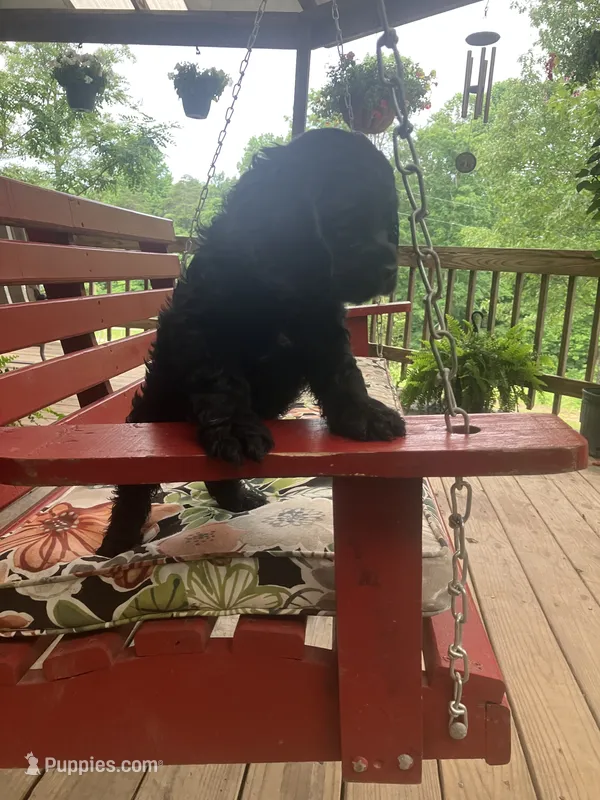 Survivor  – Cocker Spaniel puppy for sale in Caneyville, KY