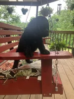 Survivor , a male Cocker Spaniel for sale in Caneyville, KY – 1 of 6