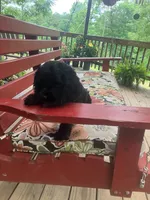 Survivor , a male Cocker Spaniel for sale in Caneyville, KY – 3 of 6