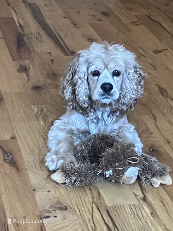 Logan – Cocker Spaniel puppy for sale in Caneyville, KY